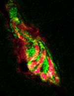 Utrophin Expression in Synapse